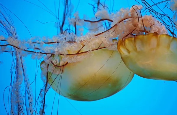 Beauty Nature Pacific Sea Nettle — Stock Photo, Image