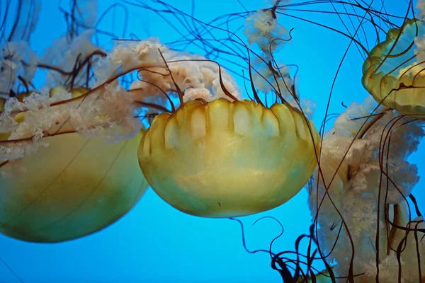 Pacific Sea Nettle Blue Water — Stock Photo, Image
