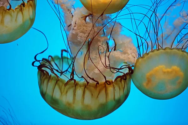 Beautiful Medusa Pacific Sea Nettle — Stock Photo, Image
