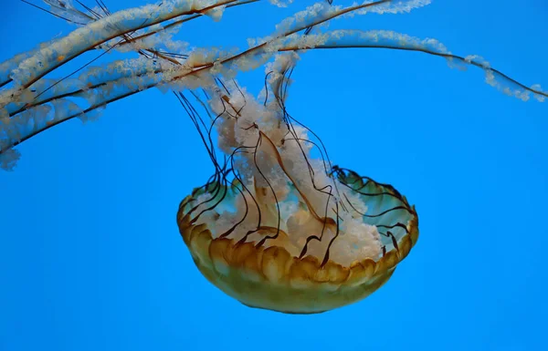 Sea Nettle Long Tentacles Baltimore National Aquarium — Stock Photo, Image
