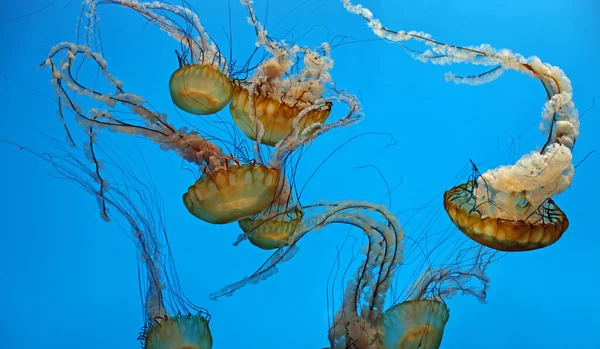 Όμιλος Sea Nettle Εθνικό Ενυδρείο Βαλτιμόρης — Φωτογραφία Αρχείου