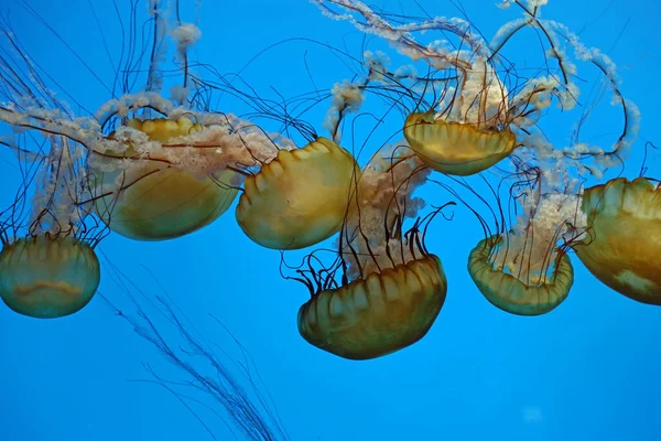 Row Sea Nettle Baltimore National Aquarium — Stock Photo, Image