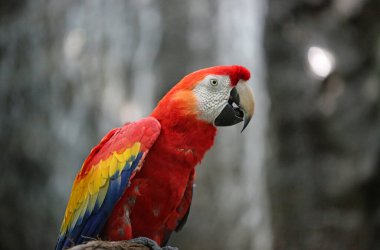 Kırmızı Macaw Profili