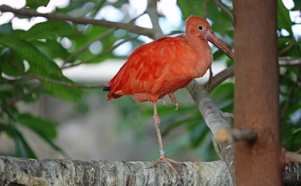 Scarlet Ibis Punainen Ibis — kuvapankkivalokuva