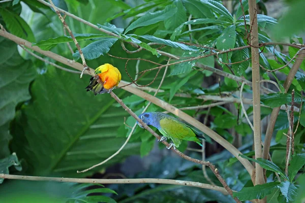 Dva Papoušci Větvi — Stock fotografie