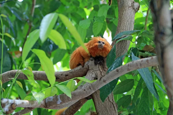 Tamarin León Dorado Árbol — Foto de Stock