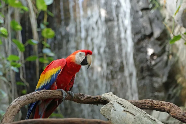 Guacamayo Escarlata Cascada — Foto de Stock