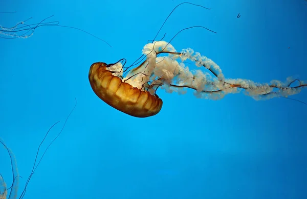 Sea Nettle Baltimore National Aquarium — Stock Photo, Image