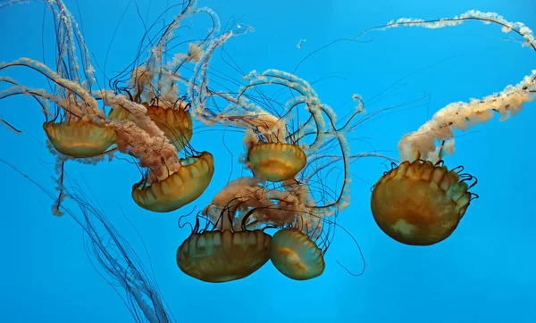 Group Pacific Sea Nettles Baltimore National Aquarium — 스톡 사진