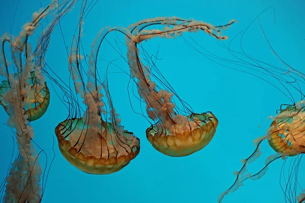 Θαλάσσιες Τσουκνίδες Ειρηνικού Baltimore National Aquarium — Φωτογραφία Αρχείου