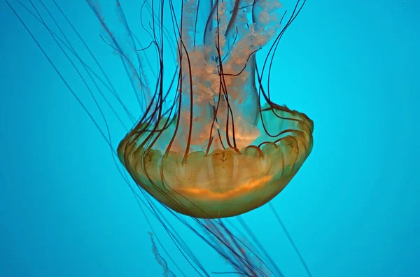 Pacific Sea Nettle Baltimore National Aquarium — Stock Photo, Image