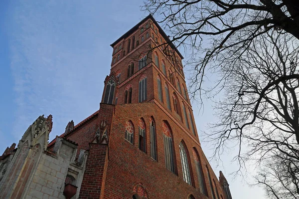 Der Turm Und Der Baum Jakobskirche Torun Polen — Stockfoto