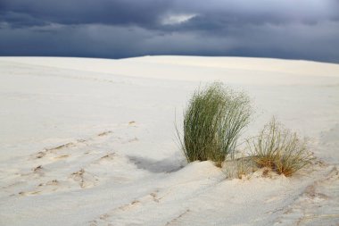 White Sands 'deki çimler - White Sands Ulusal Parkı, New Mexico