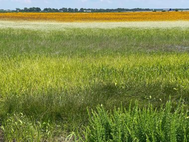 Gökkuşağı çayırı - renkli alanda görünüm