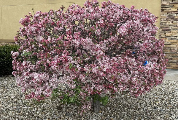 Primavera Orgoglioso Albero Fiori — Foto Stock