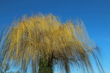 Mavi gökyüzünde ağlayan söğüt - Polonya