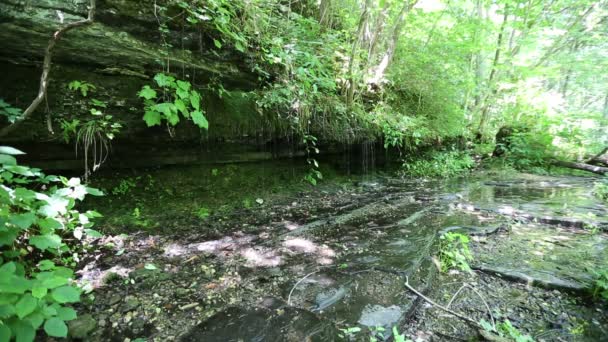 Vild Skog Korta Källor Naturområde Tennessee — Stockvideo