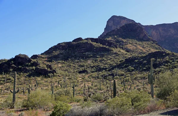 Picacho Tepesi - Picacho Tepesi Eyalet Parkı, Arizona