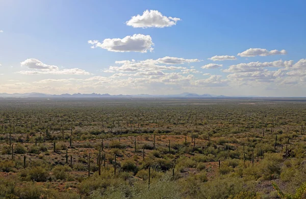 Аризонская Пустыня Государственный Парк Пикачо Пик Аризона — стоковое фото