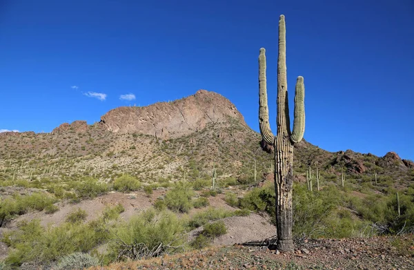 Saguaro kaktüsü - Picacho Tepesi Eyalet Parkı, Arizona