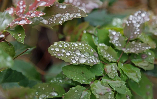 Water Drops Holly Leaves — Photo