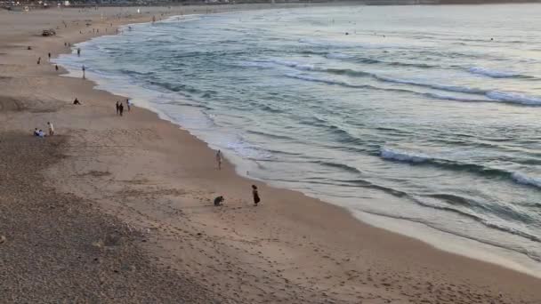 Passeio Matinal Bondi Beach Austrália — Vídeo de Stock
