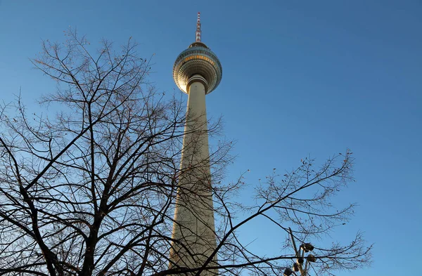 Πύργος Τηλεόρασης Πίσω Από Δέντρο Βερολίνο Γερμανία — Φωτογραφία Αρχείου