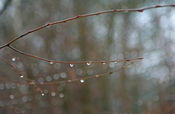 Rain Drops Branch — Stock Photo, Image