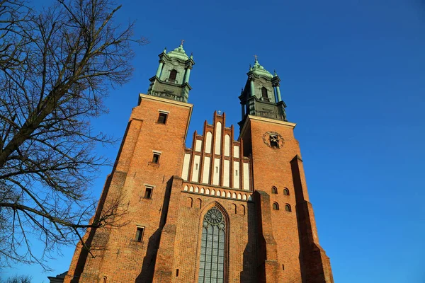 Der Baum Und Die Kathedrale Ostrow Tymski Poznan Polen — Stockfoto