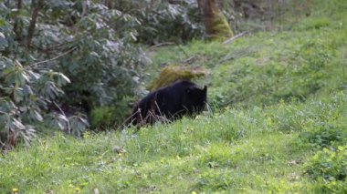 Siperdeki ayı Tennessee