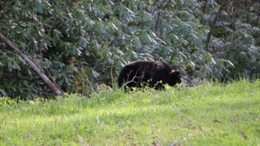 Ayı otlaması - Great Smoky Dağları NP, Tennessee
