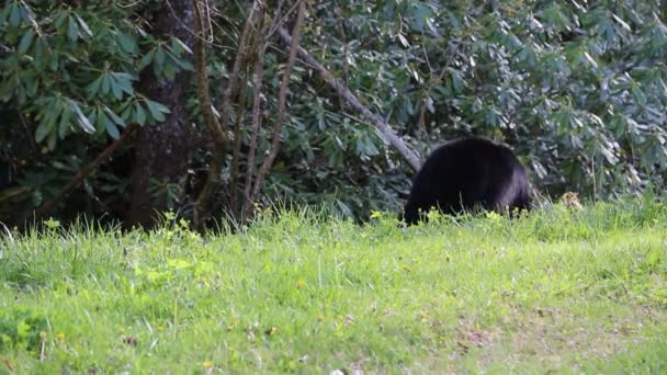 Divoký Černý Medvěd Tennessee — Stock video