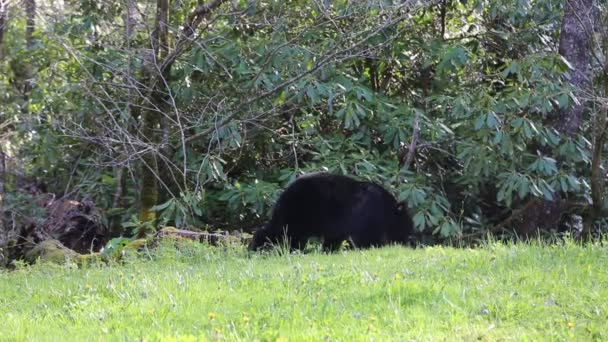 Černý Medvěd Pasoucí Tennessee — Stock video