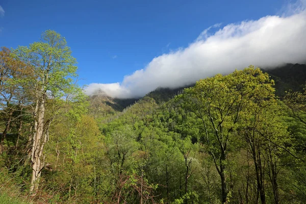 Árbol Cumbre Brumosa Parque Nacional Las Grandes Montañas Humeantes Tennessee — Foto de Stock