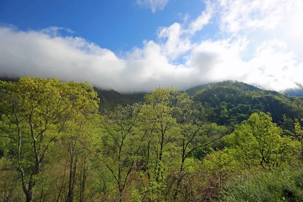 Träd Och Dimma Stora Rökiga Bergen Nationalpark Tennessee — Stockfoto