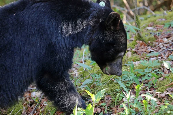 Черный Медведь Профиле Национальный Парк Great Smoky Mountains Теннесси — стоковое фото
