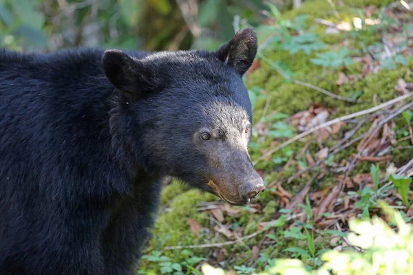 Retrato Urso Great Smoky Mountains National Park Tennessee — Fotografia de Stock