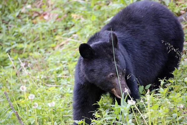 Чёрный Медведь Национальном Парке Грейт Смоки Маунтинс — стоковое фото