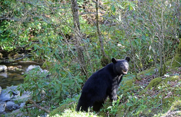 Медведь Выходящий Транша Национальный Парк Great Smoky Mountains Теннесси — стоковое фото