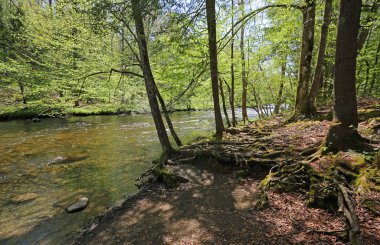 Ormandaki Küçük Nehir - Büyük Dumanlı Dağlar NP, Tennessee