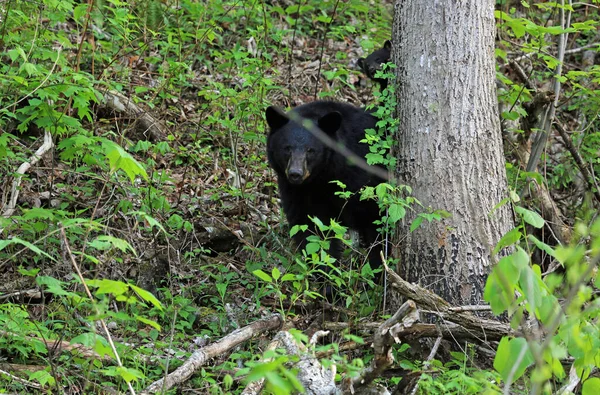 Медведь Детеныш Деревом Great Smoky Mountains Теннесси — стоковое фото
