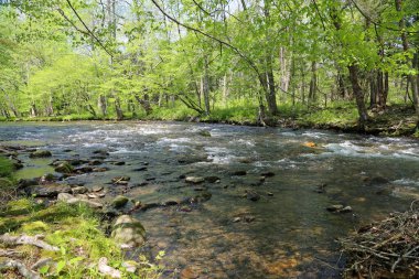 Oconaluftee Nehri ile Sahne - Great Smoky Dağları Ulusal Parkı, Kuzey Carolina