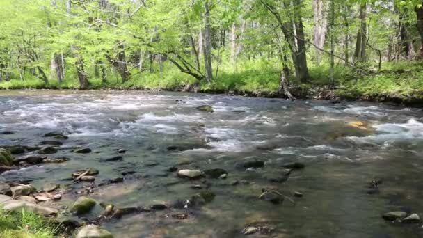 Uitzicht Oconaluftee River North Carolina — Stockvideo