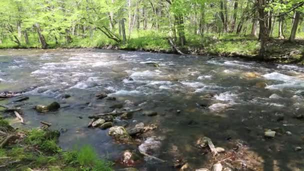 Oconaluftee Folyó Észak Karolina — Stock videók