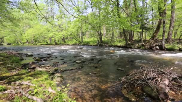 Krajobraz Rzeką Oconaluftee Karolina Północna — Wideo stockowe