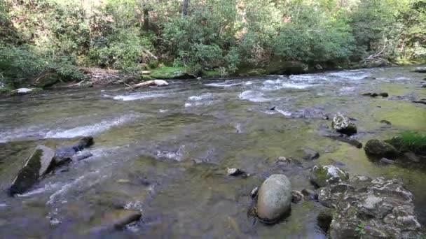 Deep Creek Wielkie Smoky Mountains Karolina Północna — Wideo stockowe