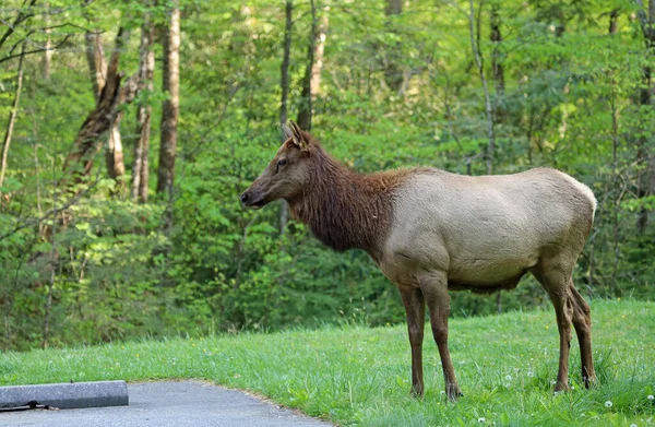 Female Elk Great Smoky Mountains North Carolina — Stock Photo, Image