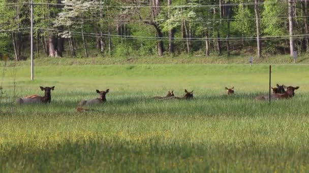 Losí Skupina Odpočívá Národní Park Velké Kouřové Hory Severní Karolína — Stock video