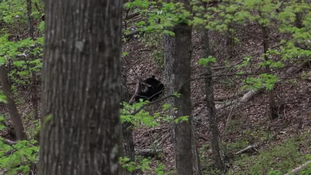 Rodzina Niedźwiedzi Park Narodowy Great Smoky Mountains Karolina Północna — Wideo stockowe