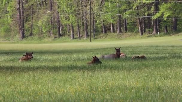 Losí Odpočinek Národní Park Velké Kouřové Hory Severní Karolína — Stock video